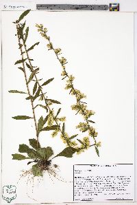 Solidago erecta image