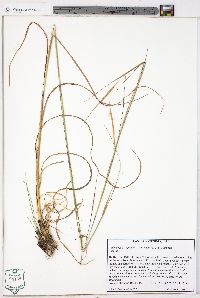 Andropogon virginicus var. decipiens image