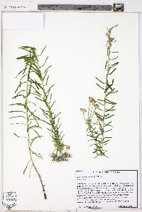 Ionactis linariifolia image