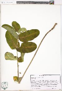 Asclepias amplexicaulis image