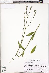 Verbena brasiliensis image