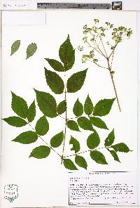 Aralia spinosa image