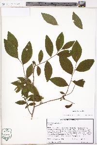 Vaccinium fuscatum image