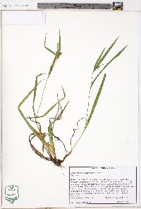 Carex glaucodea image