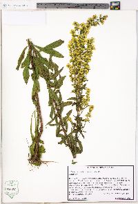 Solidago puberula image