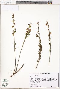 Vaccinium tenellum image