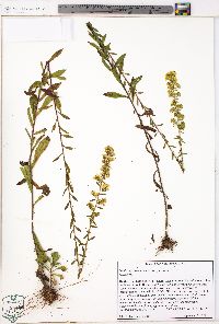 Solidago puberula image