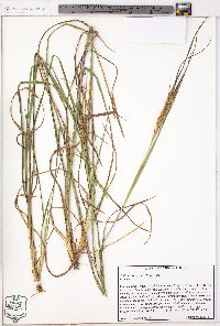 Andropogon gyrans image