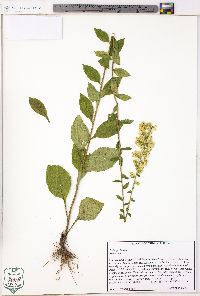 Solidago bicolor image