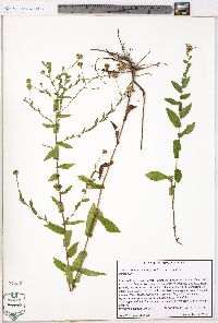 Symphyotrichum patens var. patens image