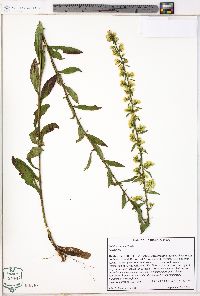 Solidago erecta image