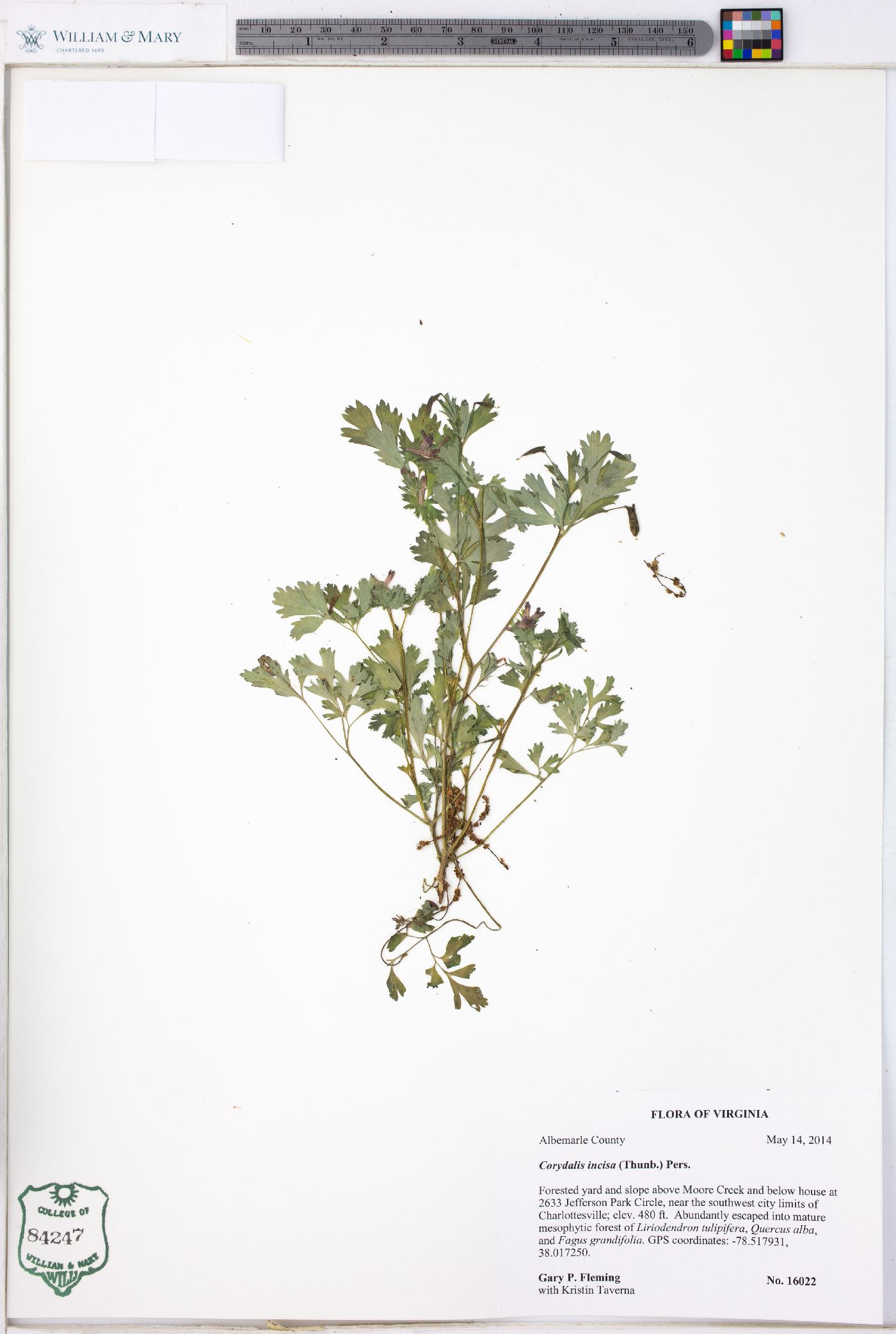 Corydalis incisa image