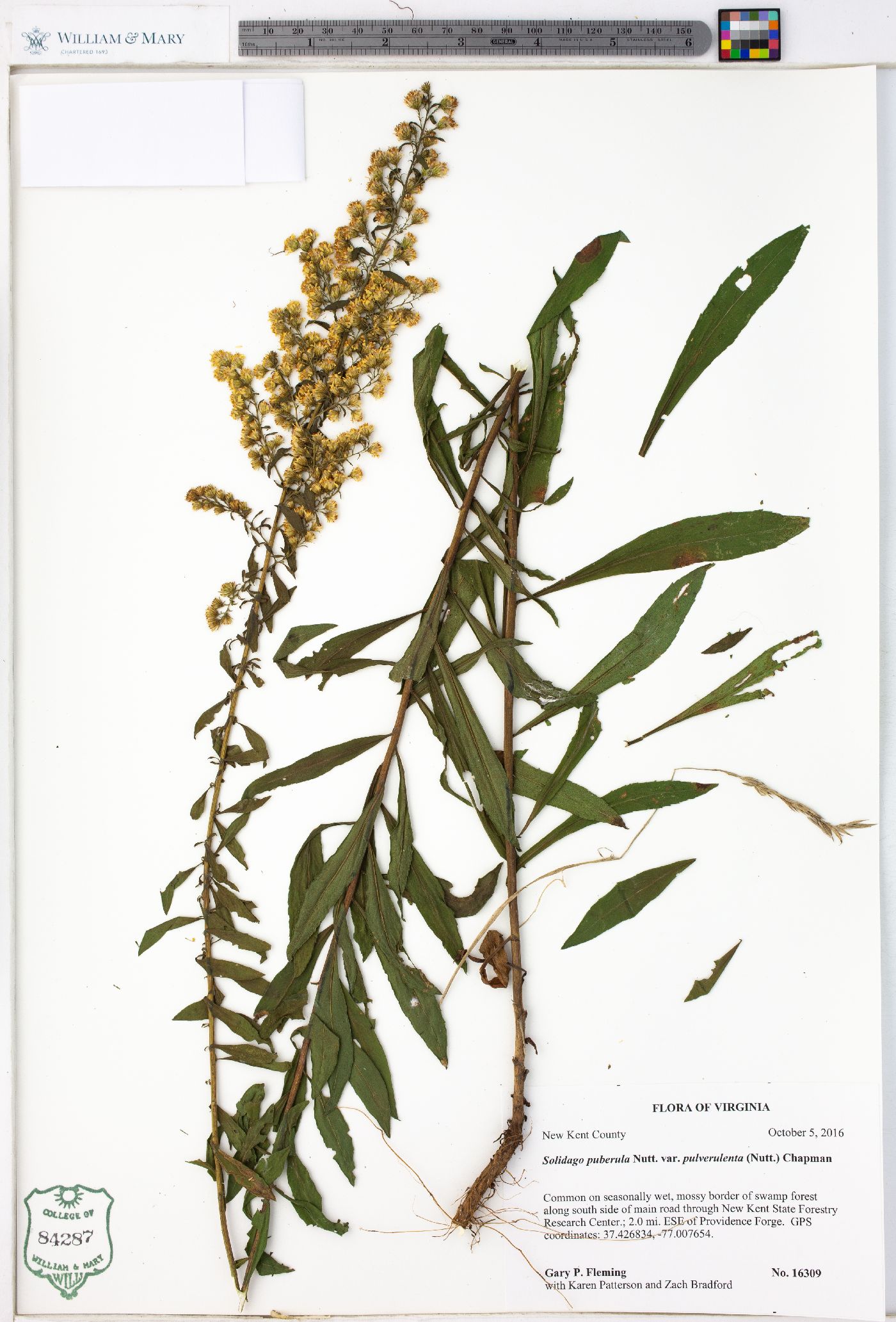 Solidago puberula var. pulverulenta image