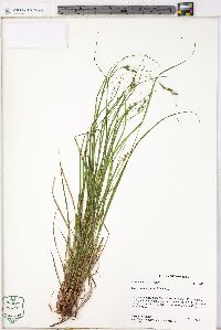 Carex swanii image