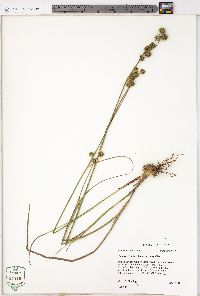 Juncus scirpoides var. scirpoides image