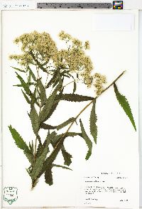 Eupatorium altissimum image