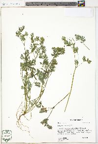 Corydalis flavula image