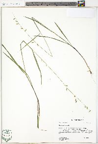 Melica mutica image
