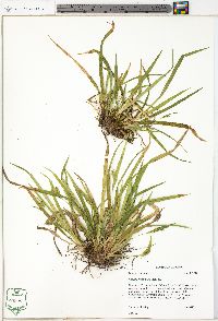 Carex abscondita image