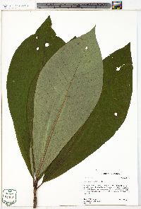 Magnolia tripetala image