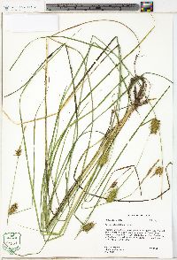 Carex bullata image