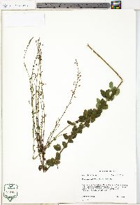 Desmodium ciliare image