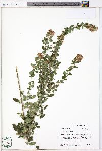 Lespedeza stuevei image