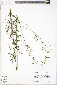 Desmodium strictum image