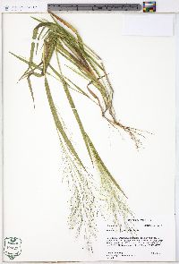 Panicum flexile image