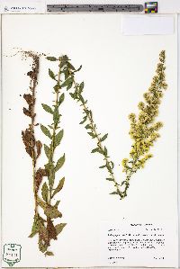 Solidago puberula image