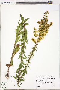 Solidago puberula image