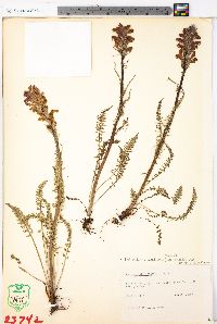 Pedicularis bracteosa image