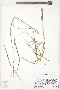 Carex planispicata image