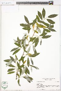 Elaeagnus umbellata image