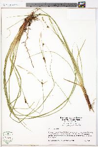 Carex striata image