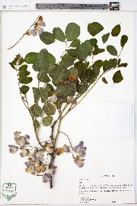 Robinia hispida image