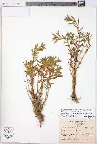 Rotala ramosior image