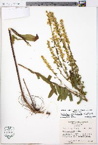 Solidago puberula image