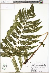 Dryopteris goldieana image