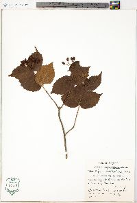 Viburnum rafinesqueanum image