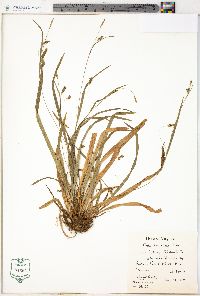 Carex laxiculmis image