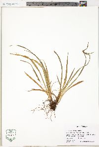 Carex abscondita image