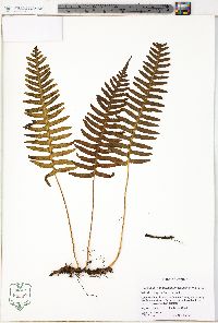 Polypodium appalachianum image