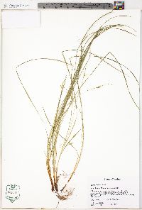 Carex jamesii image