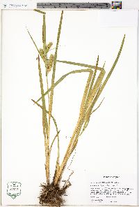 Carex schweinitzii image