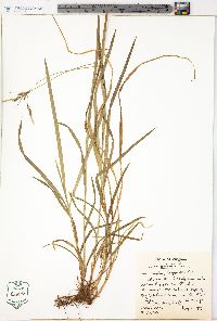 Carex hirtifolia image