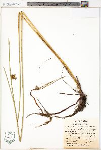 Schoenoplectus torreyi image