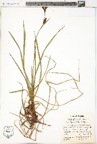 Carex polymorpha image