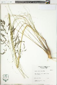 Eragrostis curvula image