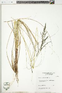 Eragrostis curvula image